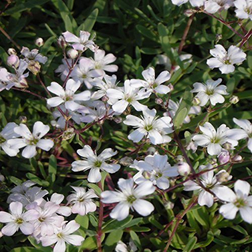 Blumixx Stauden Gypsophila repens – Polster-Schleierkraut, weiß blühend, winterhart & mehrjährig, ideal als Bodendecker, im 0,5L Topf, für Beet & Steingarten