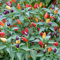 Semillas de pimiento ornamentales coloridas de 50 unids/bolsa, semillas anuales no transgénicas perfumadas Multicolor