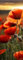 artissimo, Glasbild, 30x80cm, AG5472A, Natur und Blumen: Mohn-Feld II, Bild aus Glas, Wandbild Wonzimmer modern, schmal hoch, Mohnblüten, Mohnblumen, rot