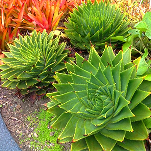 100 Stück Seltene Spiral New Sukkulente Samen Aloe vera polyphylla Rotation Aloe Vera Königin Samen Aloe polyphylla
