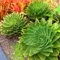 100 pezzi rari seme spirale Succulente Aloe vera polyphylla rotazione aloe vera queen semi Aloe polyphylla