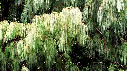 50 Samen Tränenkiefer Pinus wallichiana, Nadelbaum Samen, Kiefer Waldbaum