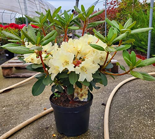 POWERS TO FLOWERS - RODODENDRO GIALLO XXL, RHODODENDRON, IN VASO 22CM DIAMETRO, pianta vera