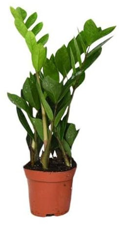 Zamioculcas Zamiifolia Zamiifolia - Planta de la suerte - Ø12 cm - 40 cm