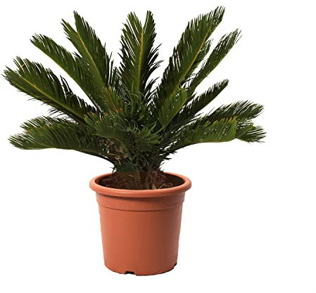 KENTIS - Cycas Revoluta avec Décoration de Vase en Jute - Palmier nain - Plantes d'Extérieur et d'Intérieur - Plantes Vraies Naturelles - H 60-80 cm Pot Ø 24 cm avec Jute