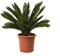 KENTIS - Cycas Revoluta avec Décoration de Vase en Jute - Palmier nain - Plantes d'Extérieur et d'Intérieur - Plantes Vraies Naturelles - H 60-80 cm Pot Ø 24 cm avec Jute