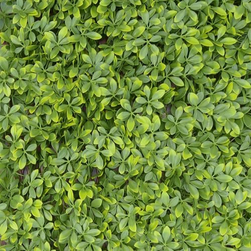 TENAX Divy Trellis Pitosforo 100x200 cm Verde, Traliccio Estensibile con Foglie in Polietilene Tipo Pitosforo per Decorazione e Schermatura di Balconi, Giardini e Recinzioni