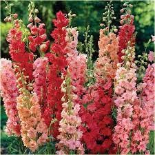 Rittersporn F1 Rot 10 Samen, Riesen Delphinium - mehrjährige Staude