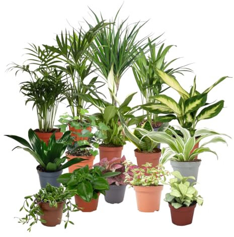 Verdecora Pack de 10 Plantas Naturales en maceta de Ø9cm | Selección Aleatoria de Especies Exóticas y Decorativas | Ideal para Interior y Exterior