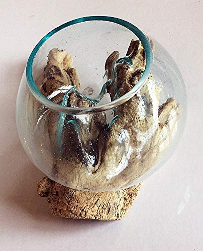 Beautiful 15cm glass vase bowl intricately blown onto a teak root - ideal for flowers or an indoor terrarium - each one unique