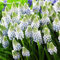 COOTO Garden 10x Frühblüher Blumenzwiebeln Traubenhyazinthe Freilandpflanzen Muscari zwiebeln Gartenzwiebeln Ocean Magic
