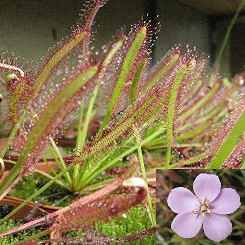 Haloppe 100 Stück Blumen Pflanzen Samen für die Hausgartenbepflanzung, Kap-Sonnentau Drosera Capensis fleischfressende Gartenpflanze einfach wachsen