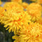 100Pz Semi di Crisantemo, Semi da Piantare, Semi di Fiori da Piantare, Semi Fiori Perenni Giardino (Giallo)