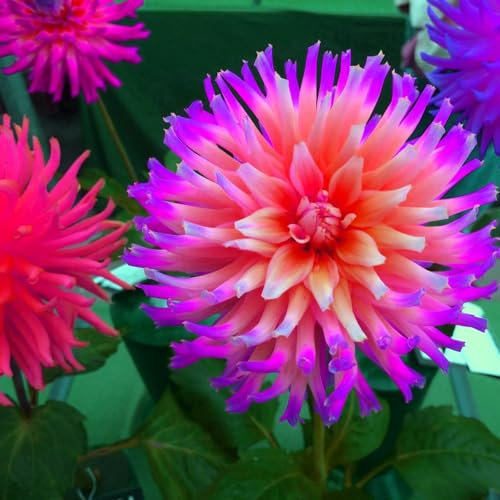 Dahlia Bulbs Mix for Planting Now UK,Dahlia tubers Bulk,Hardy Perennials,Beauty of Garden,Wedding Flowers,Gift Ready-2bulbs-B
