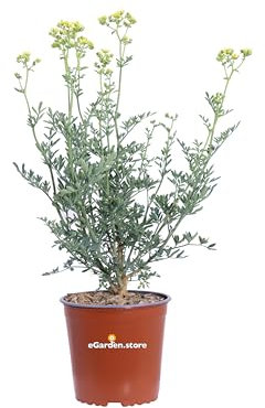 Pianta di Ruta Graveolens pianta commestibile aromatica ornamentale da esterno pianta vera da cucina venduta da eGarden.store (Vaso 17 cm)