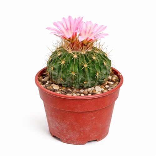 Echinofossulocactus mult. brevispinus seltener Kugelkaktus 6,5cm Topf