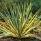 Yucca Bright Edge Compact Evergreen Flowering Outdoor Garden Shrub Plant in Pot (9cm Pot, 20-30cm)