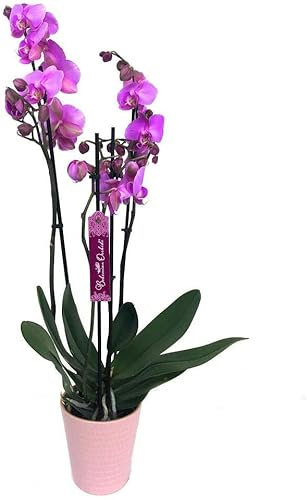 Garden Center Shop | Orquídea Phalaenopsis natural fucsia 75 cm | 2‑3 tallos floridos | Floración duradera y fácil cuidado