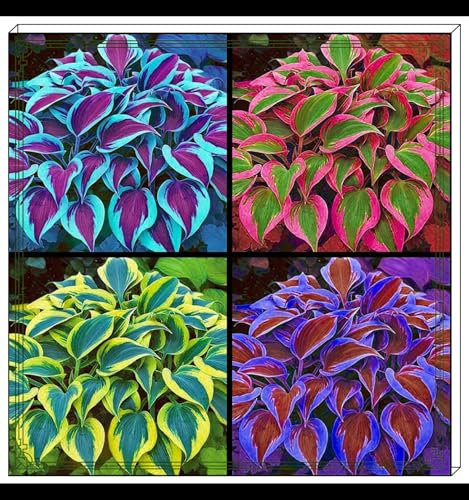Hosta bulbi,resistente al freddo,hosta,ama gli ambienti umidi,profumo gradevole,Hosta pianta,Rizoma hosta,Rizoma di Hosta,hosta pianta in vaso.-4bulbi-A