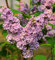 Edelflieder Sensation 100-125cm - Syringa vulgaris