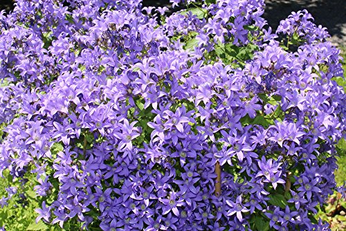 Campanula lactiflora Blau 50 Samen - Riesen-Glockenblume