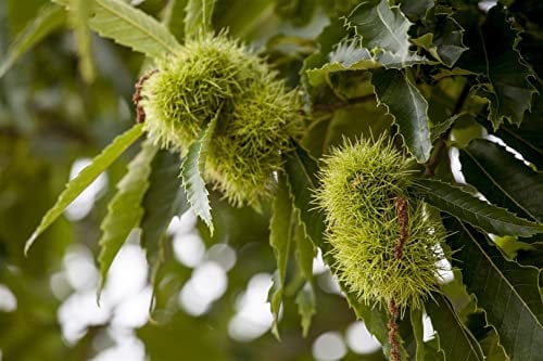 Castanea sativa 80–100 cm – Winterhart, Mehrjährig, Pflegeleicht – Esskastanie – Obstbaum für Garten & Streuobstwiese