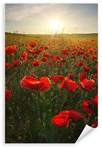 Postereck - 3182 - Mohnblumen, Feld Natur Sommer Sonne Wiese - Wandposter Fotoposter Bilder Wandbild Wandbilder - Poster - DIN A3-29,7 cm x 42,0 cm