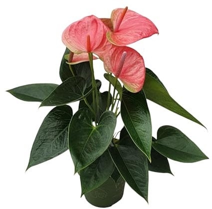 Plant in a Box - Fleur de flamant - Ensemble de 1 - Anthurium 'Sweet Dream' - Hauteur 35-45cm - ø 12cm - Plante d'intérieur à fleurs - Rose