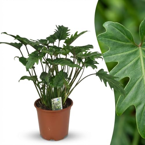 Green boutiQ - Plante d'intérieur - Philodendron - Philodendron Xanadu - Vert - Entretien facile - 1 Plante - Pot 19cm - Hauteur 60cm