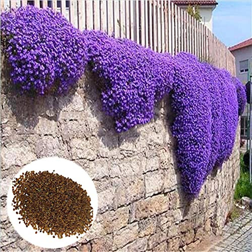 1 bolsa de semillas de plantas hermosas de germinación rápida color mezclado Phalaenopsis Potted Bonsai Semillas Garden Púrpura Semillas de aubrieta