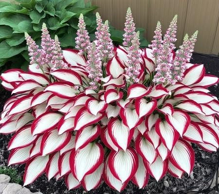 hosta Plant Seeds 100pcs White red
