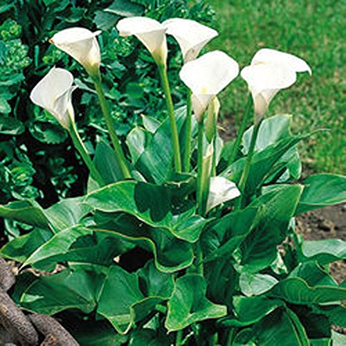 5x Zantedeschia Aethiopica/Calla Mehrjährige Blumenzwiebeln