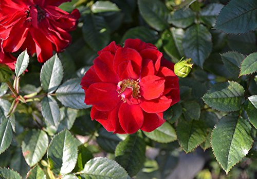25 semi 25 + rugosa Red semi di rosa (Rosa rugosa rubra di profondità) Winterhart, schnell, I88 duftend