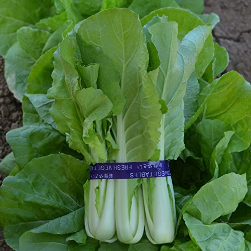 Cabbage Seeds - Pak Choi - QD- 2 Express - Hybrid - 2 g Packet ~600 Seeds - Non-GMO, F1 Hybrid - Asian Garden Vegetable