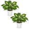 Arborus 2 plantas artificiales en macetas blancas, planta de dieffenbachia falsa de 9.8 pulgadas, hojas variegadas de dieffenbachia, pequeñas plantas artificiales decorativas para interiores para