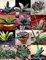 Mezcla de color Gasteria @ j @ Living Stones raras exótica del cactus suculentas de semillas 50 semillas