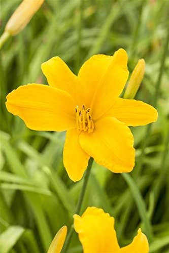 Taglilie 'Aten' im Topf Hemerocallis winterhart duftend mehrjährig | Hemerocallis, gelbe Blüten, Juni bis August, duftend, sonnig bis halbschattig, Staudenbeet, winterhart bis -23 °C