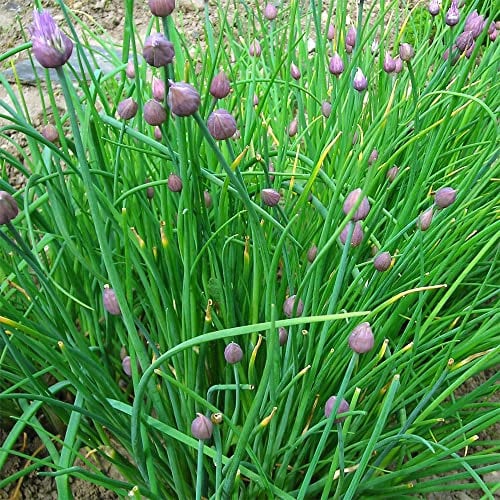 Garlic Chive Plants, Ready for The Garden. 'Neko'. Perennial Allium herb. for use in Oriental Cuisine. 9cm Plant x 2. Available from Bedwen Plants