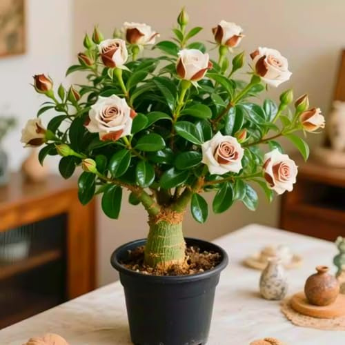 Schöne und farbenfrohe Wüstenrose - winterharte mehrjährige Wüstenrose. Seltene Farben, schöne und elegante Gartendekoration-1 Wurzel-H