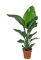 KENTIS - Strelitzia Nicolai - Oiseau de Paradis - Vraies Plantes d'Intérieur - Hauteur 75-90 Pot de Ø 19 cm
