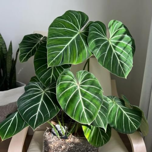 150 pz semi di piante di filodendro - Piante da balcone rustiche, piante da giardino roccioso vere piante d'appartamento, piante rampicanti Letto da balcone, piante esotiche resistenti