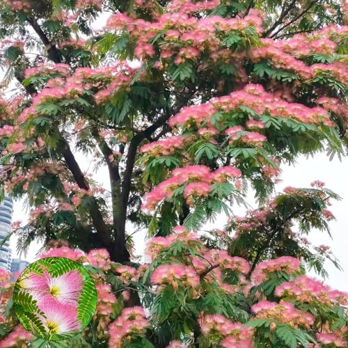 350 pcs seidenbaum winterhart samen winterfeste pflanzen für balkon zierbaum winterhart bäume kaufen blumendeko kleines geschenk für frauen bienenweide saatgut wildblumensamen mehrjährig