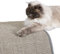 Kratzmatte für Katzen - Fußmatte Sisal Kratzteppich - natürliche Sisalmatte robust - Vorleger aus 100% Sisal - Katzenkratzmatte grau 40 x 60 cm