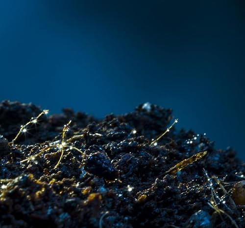 Bio Wurmhumus – Der natürliche Bodenverbesserer (5L)