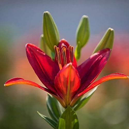 Lilien zwiebeln Extrem kältebeständig Lilienzwiebeln Leuchtende Farben lilium asiaticum Pflanzen