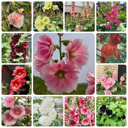 150 pcs Stockrosen Samen Winterhart Mehrjährig, balkonblumen topfpflanzen draußen winterhart Stockrosen Pflanzen Kaufen, exotische zimmerpflanzen samen steingartenpflanzen winterhart