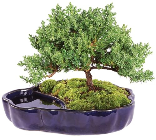 Brussel's Bonsai - Live Green Mound Juniper Bonsai Tree in Zen Reflections Pot, Outdoor Bonsai Tree Live Plant, 3 Years Old, 6-8 Inches Tall, Easy Care Bonsai for Patio Garden (Small)