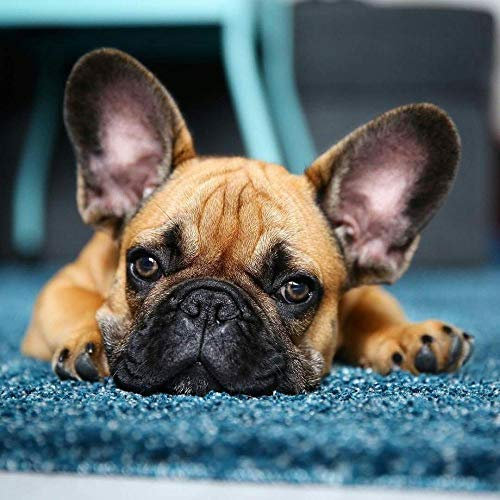 LWOHDKHK Diamant Painting Kinder 5D Diamond Painting Kits, Welpe der französischen Bulldogge DIY Malen Nach Zahlen Erwachsene Diamant Malerei Geburtstagsgeschenke