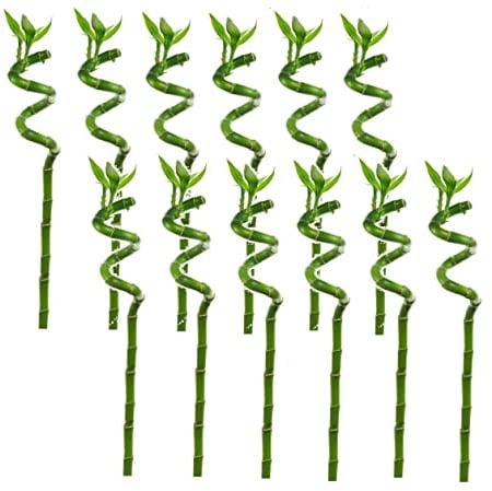Plant in a Box - Dracaena sanderiana - Set de 12 - Lucky Bamboo - Plante de bambou porte-bonheur véritable - Hauteur 40-50cm