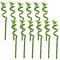 Plant in a Box - Dracaena sanderiana - Set de 12 - Lucky Bamboo - Plante de bambou porte-bonheur véritable - Hauteur 40-50cm
